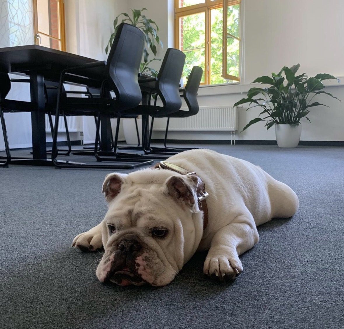 Bürohund Elvis